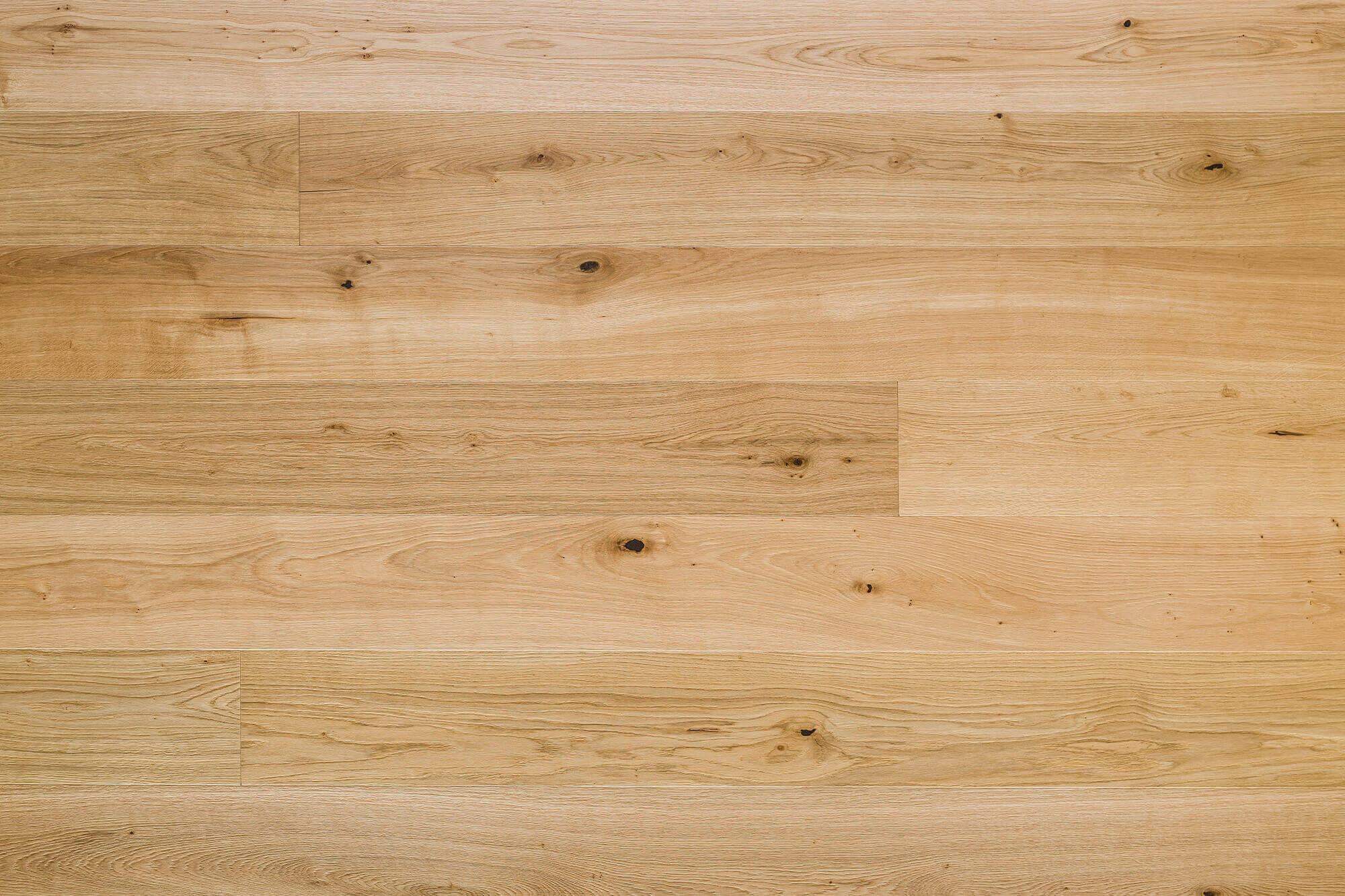 Landeiche Astig Natur Fläche