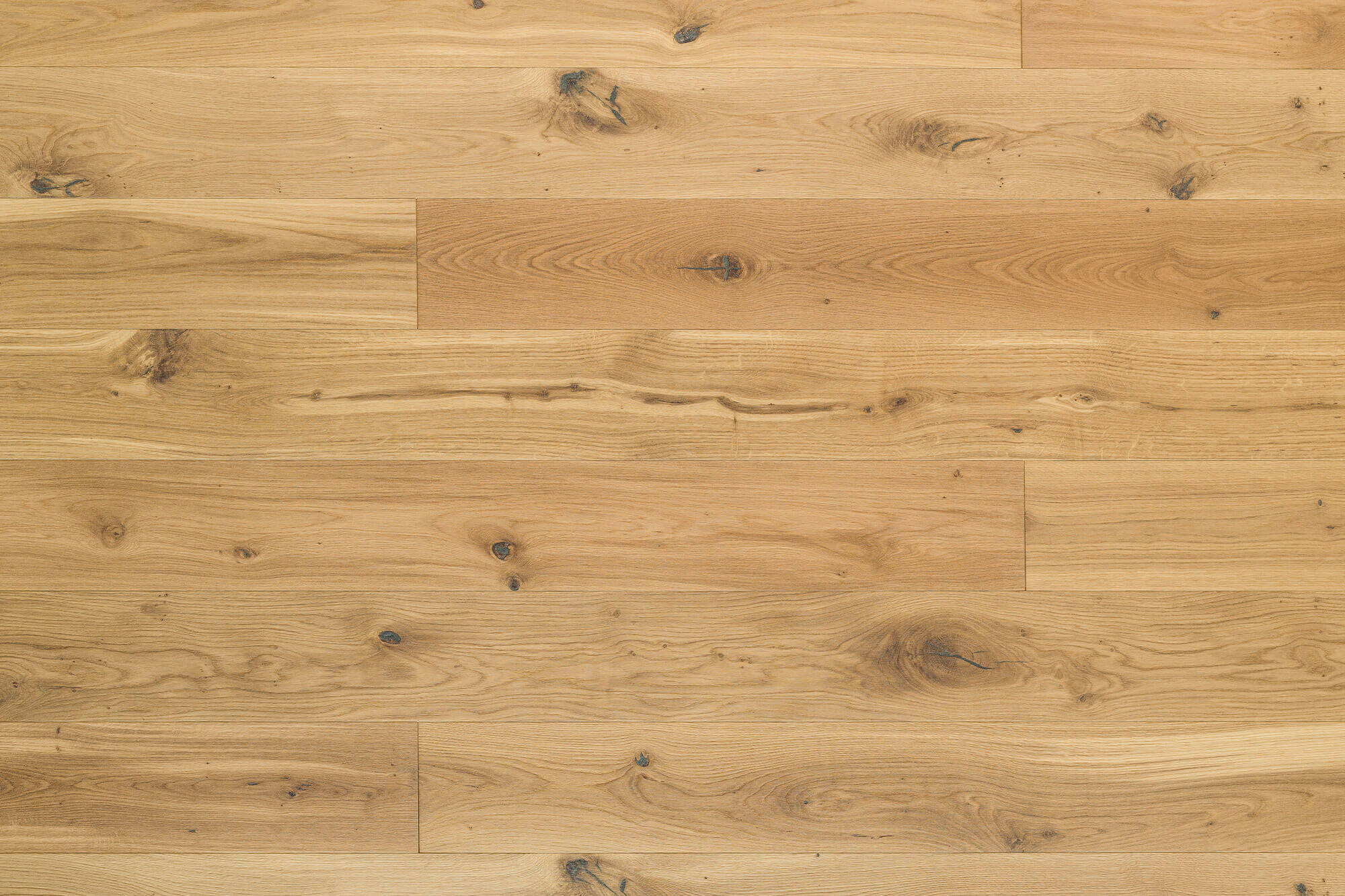 Wildeiche Sahara Fläche